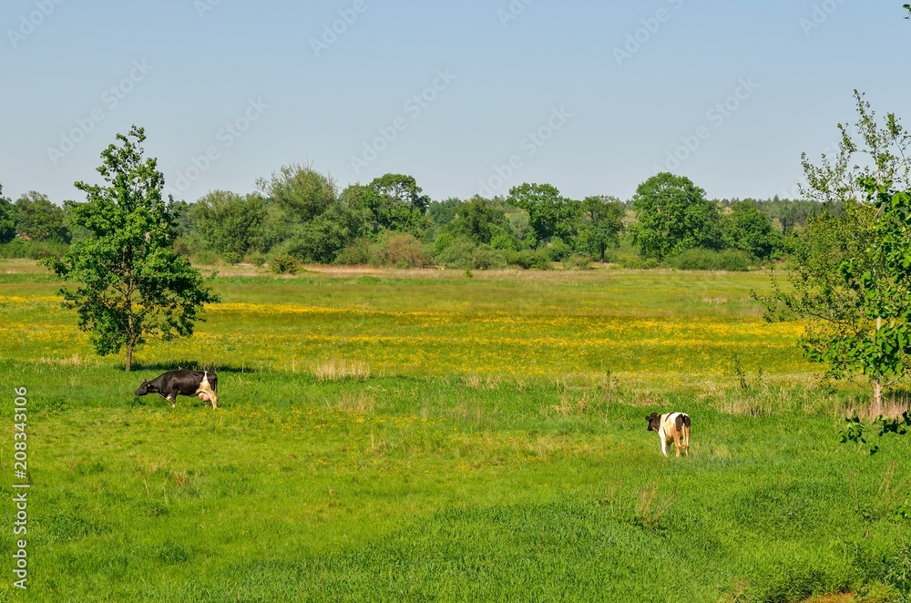 Beautiful rural landscape. Cows grazing on a green meadow. Beautiful rural landscape. Cows grazing on a green meadow.
