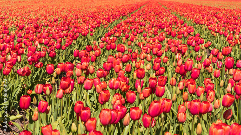 Endless field of red tulips in northern Holland, shoot on beginning of May.