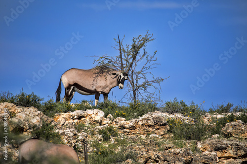 Gemsbok, Oryx gazella gazella, postpones smell, Kalahari South Africa photo