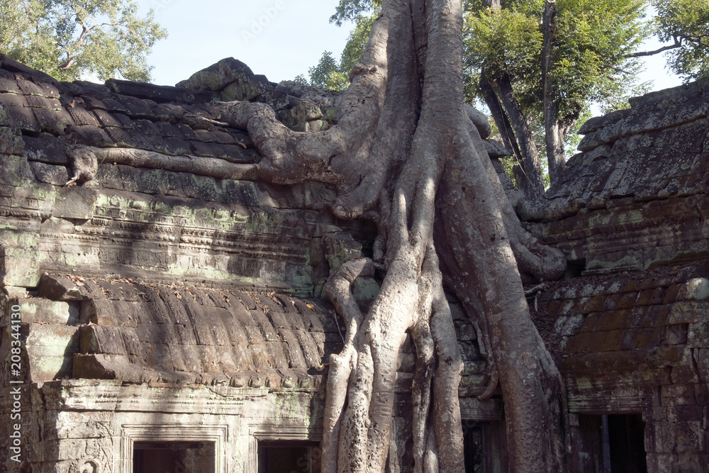 Siem reap Cambodia,  Ta Prohm a 12th century temple roof in the Banyon style encased in Spung tree roots