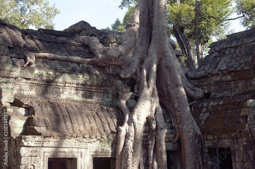 Siem reap Cambodia, Ta Prohm a 12th century temple roof in the Banyon style encased in Spung tree roots