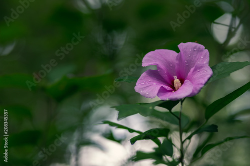 Purple Flower with Morning Dew green background