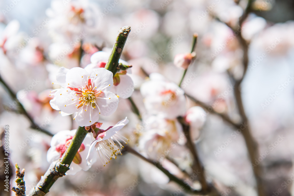 close up view of cherry blossom