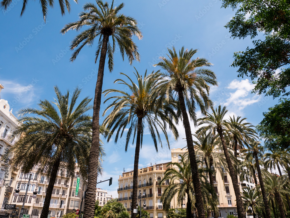 palm trees near a main road in Valencia, spain