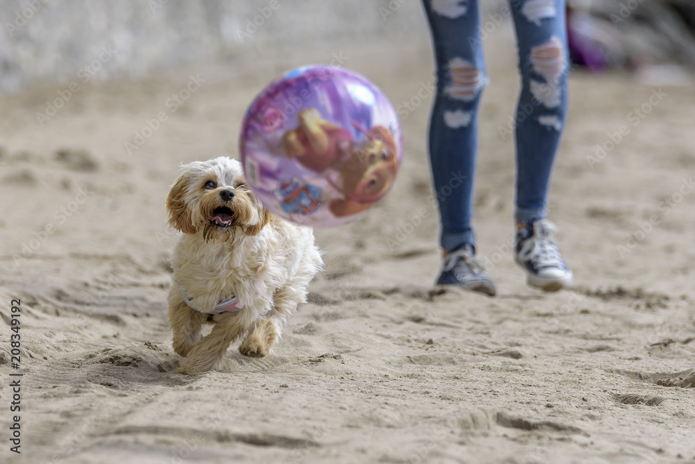 Is A Cavapoochon Hypoallergenic