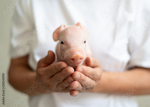 sweet Pig, hoglet, young pig photo