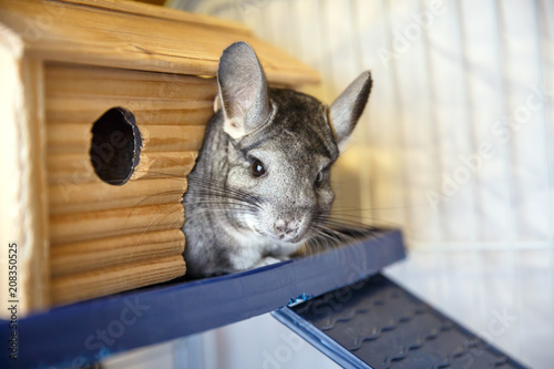 Cute grey chinchilla is sitting in the cage. photo