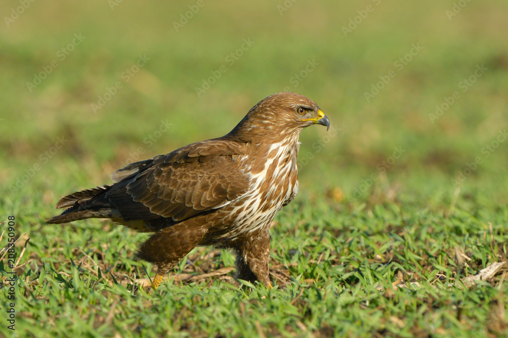 Common Buzzard (Buteo buteo) on Green Grass Common Buzzard (Buteo buteo) on Green Grass