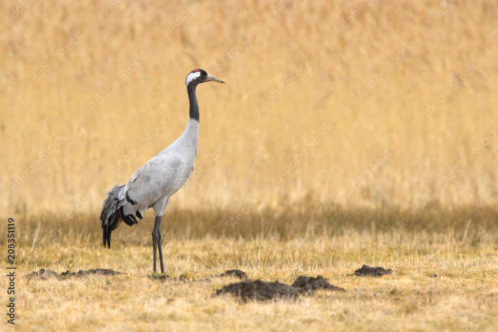 Common Crane, on the field, in autumn Common Crane, on the field, in autumn