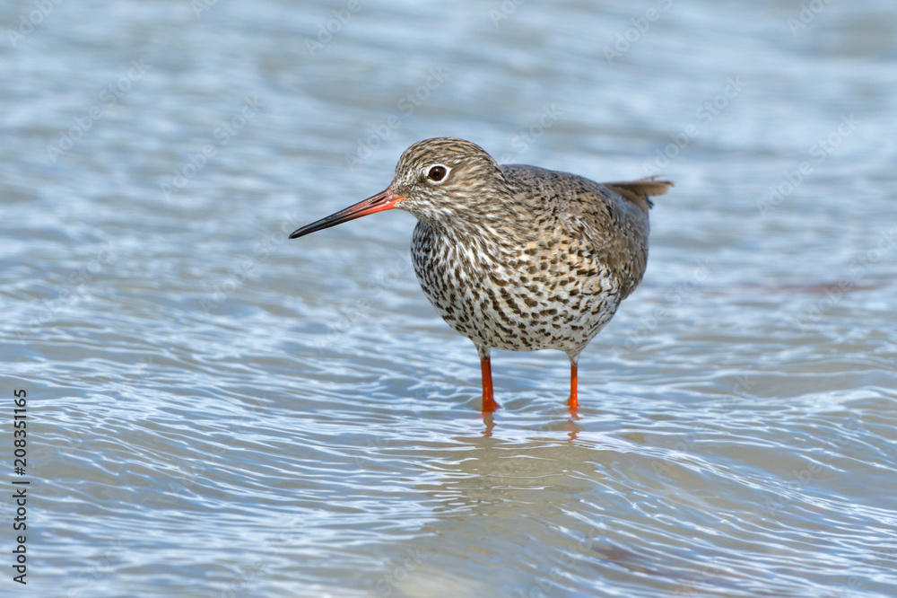 Common Redshank in shallow water Common Redshank in shallow water