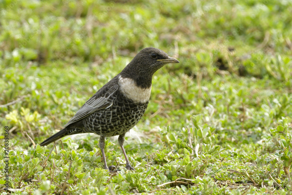 Ring Ouzel on the ground Ring Ouzel on the ground