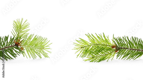 Pine branch, decoration isolated on white background