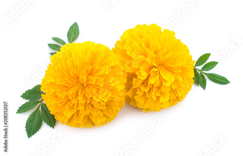 yellow Marigold flower, Tagetes erecta, Mexican marigold, Aztec marigold, African marigold isolated on white background