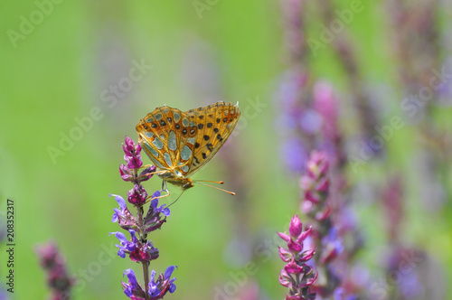 Fritillary butterfly on flowers in the meadow. Queen of Spain Fritillary butterfly, Issoria lathonia