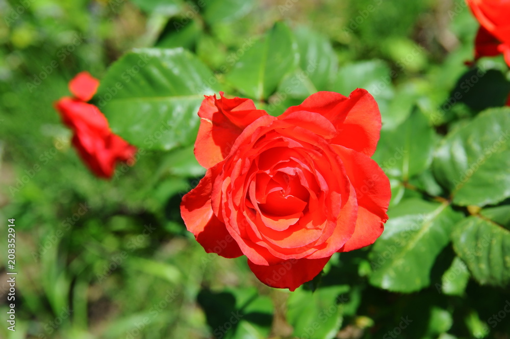 Bud of red rose Bud of red rose