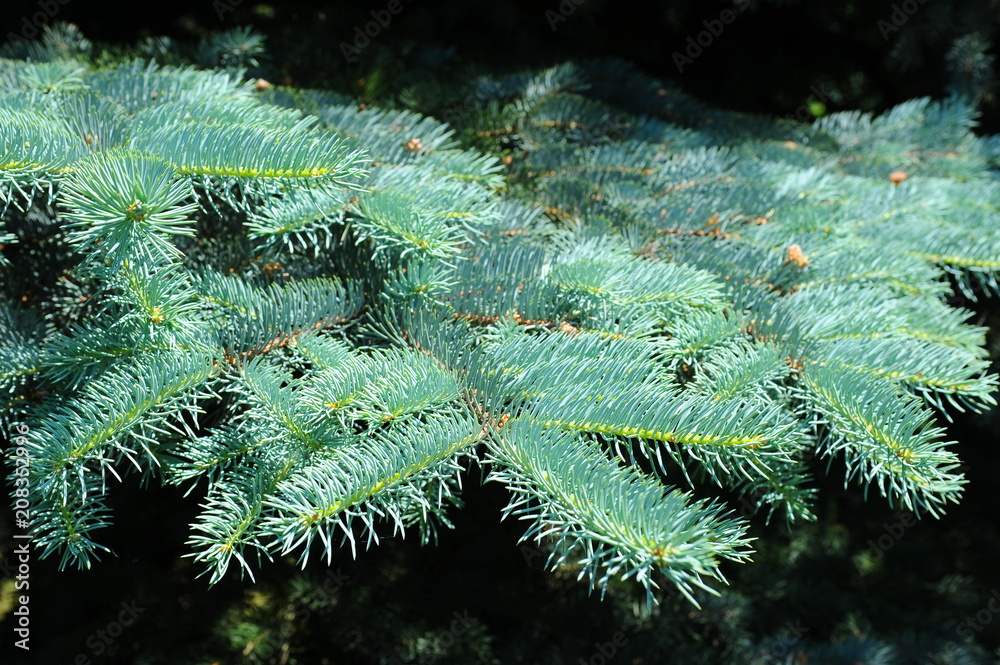Blue spruce branches on a green background.
