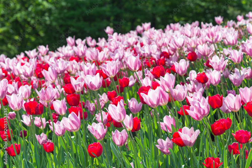 Fototapeta premium Lots of red and pink tulips 
