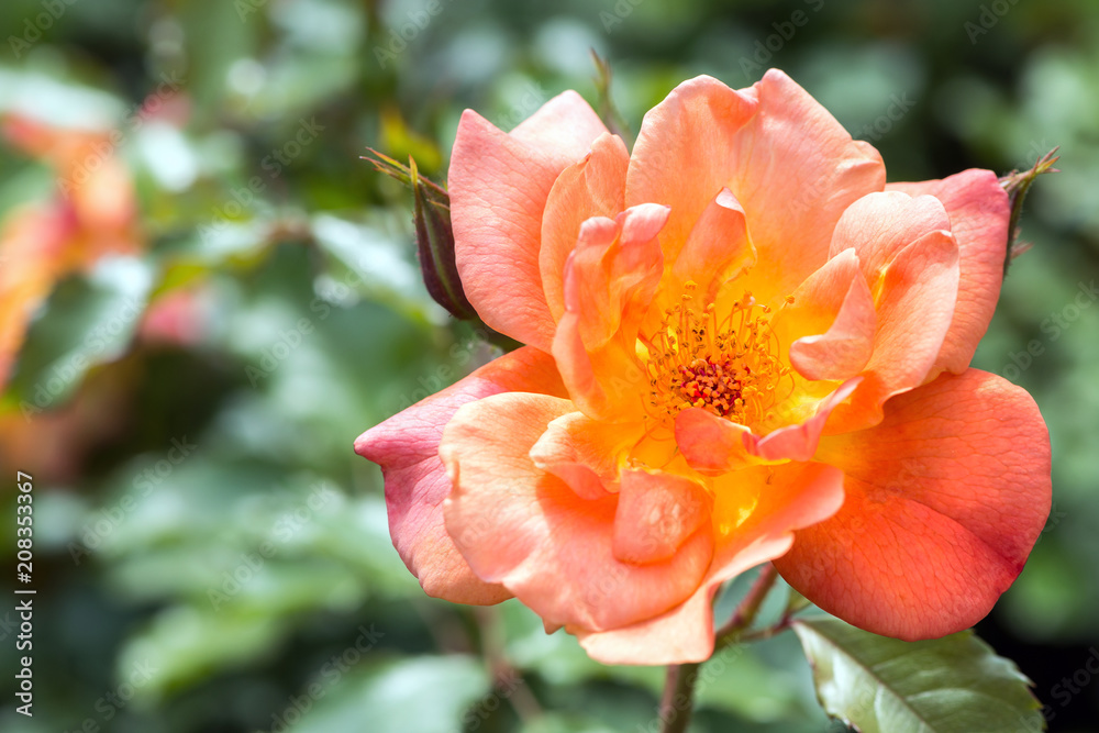 Fototapeta premium Close up rose `Westerland´