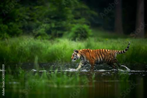 Amur tige in the river. Action wildlife scene with danger animal. Siberian tiger, Panthera tigris altaica