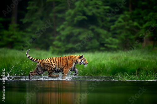 Amur tige in the river. Action wildlife scene with danger animal. Siberian tiger, Panthera tigris altaica