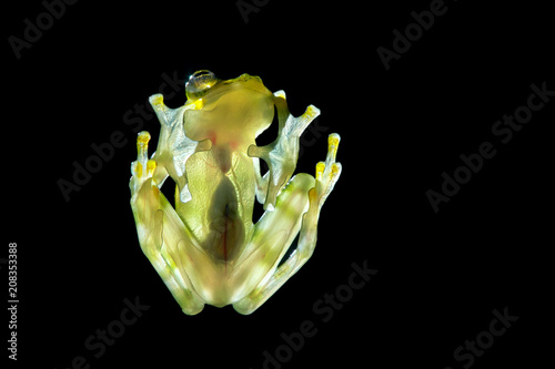 Transparen glass frog  Raticulated Glass Frog, Hyalinobatrachium valerioi vith visible organs, heartbeat. Rainforest, Costa Rica