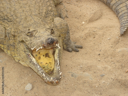 Crocodile