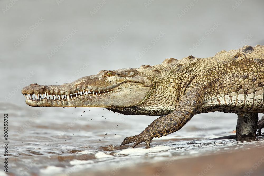 Naklejka premium American crocodile (Crocodylus acutus) returns back to the Tarcoles River. Dangerous animal.