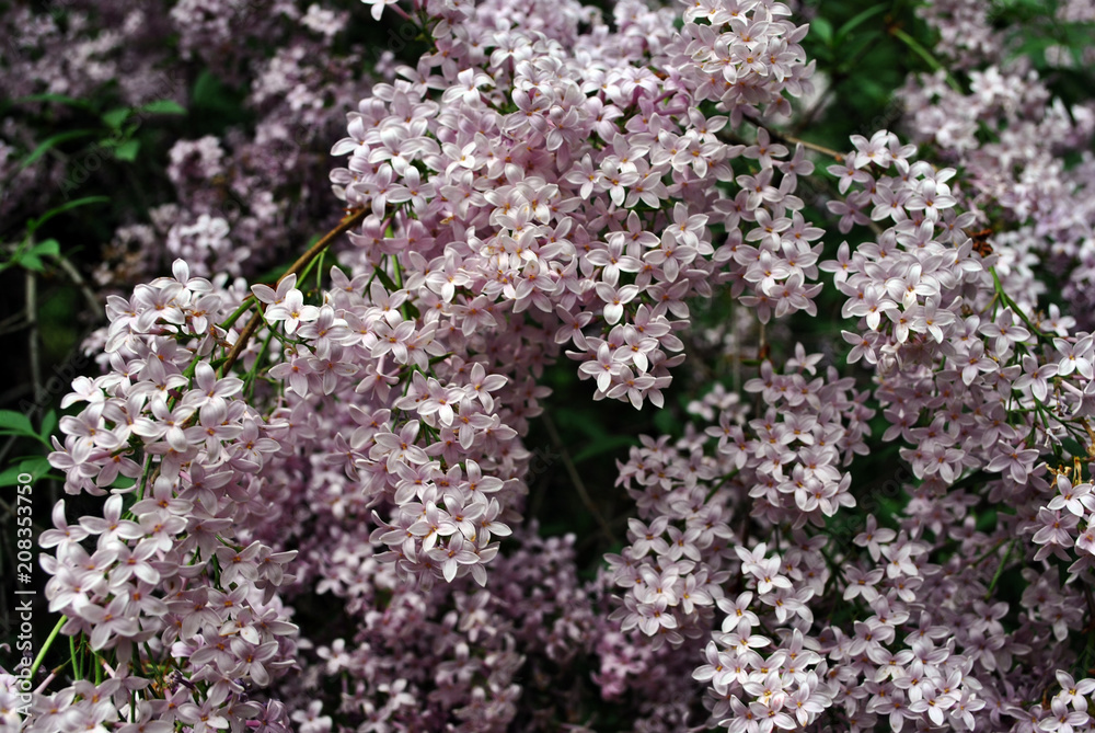 Soft pink, purple lilac flowers, close up bush detail, soft blurry background