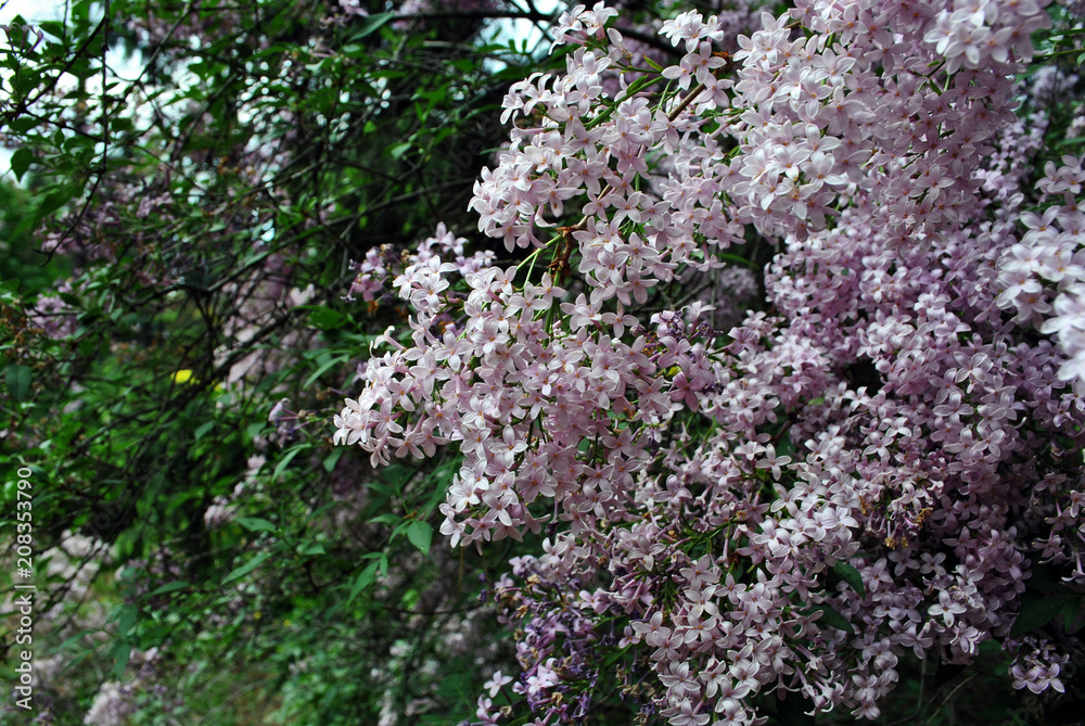 Soft pink, purple lilac flowers close up brunches detail, soft blurry green bushes background
