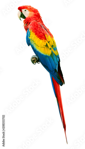 Scarlet macaw (Ara macao) parrot bird isolated on white background. Large, red, yellow and blue parrot