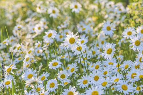 Fototapeta Naklejka Na Ścianę i Meble -  Beautiful white daisy flowerr meadow on sunlight. Soft focus and beautiful bokeh