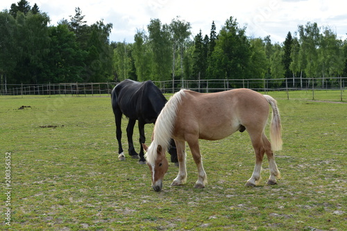 Beige horse with a white mane and a tail grazes along with a black horse near a rural stables on a summer evening
