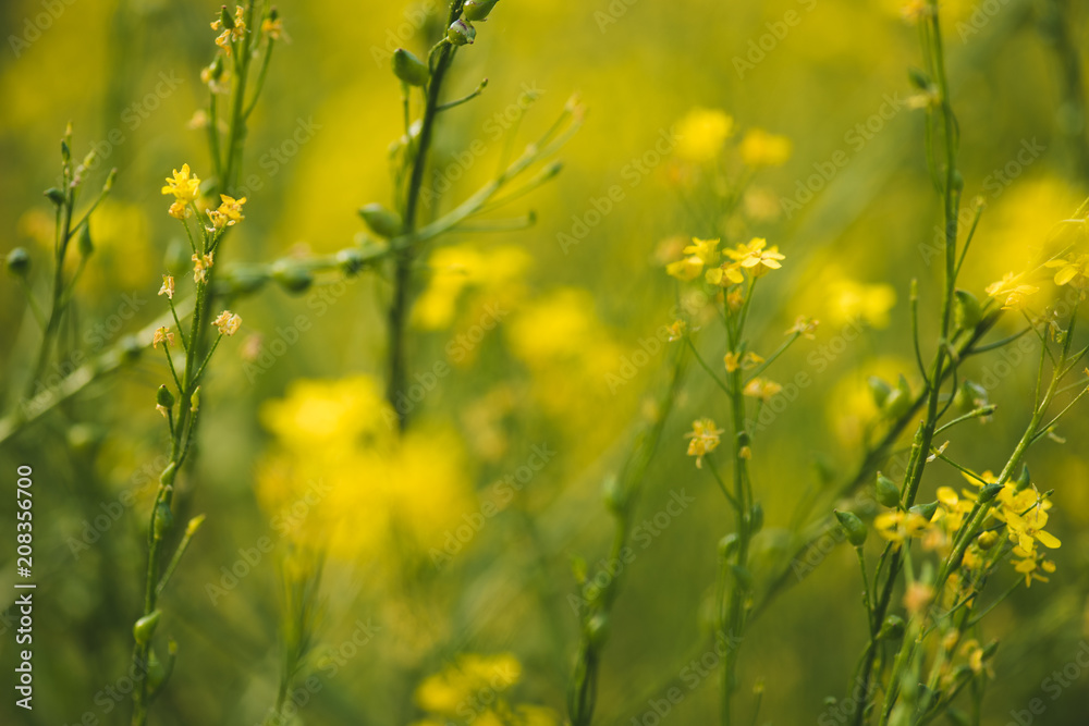 Blooming yellow flowers on summer meadow