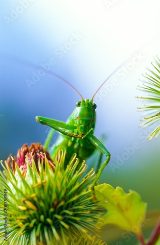 Oops! Grünes Heupferd (Tettigonia viridissima), adultes Weibchen auf Distel, Mecklenburg-Vorpommern, Deutschland photo