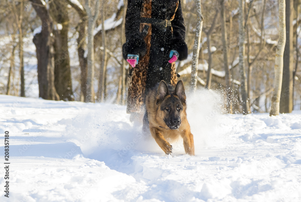 German Shepherd plays in the snow German Shepherd plays in the snow