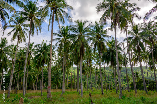 Palm Grove on a tropical island. Coconut palms in Asia