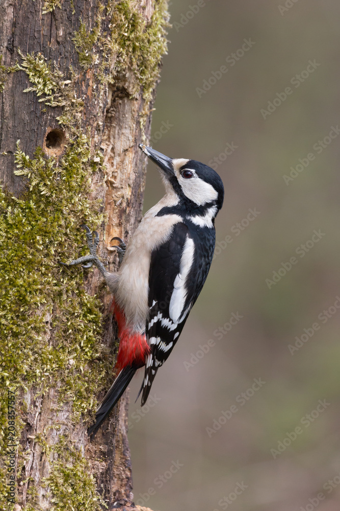Picchio rosso maggiore maschio (Dendrocopos major) Picchio rosso maggiore maschio (Dendrocopos major)