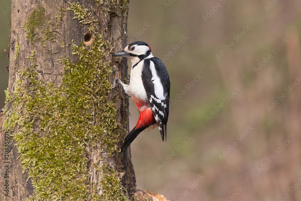 Picchio rosso maggiore maschio (Dendrocopos major)