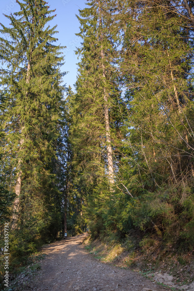 Fototapeta premium Trail between tall spruce