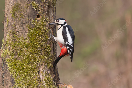 Picchio rosso maggiore maschio (Dendrocopos major)