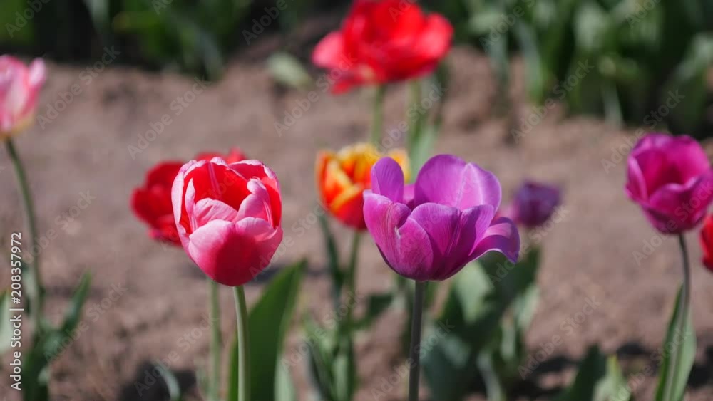 Multiple Colored Tulips in a Garden Blowing in the Wind Multiple Colored Tulips in a Garden Blowing in the Wind