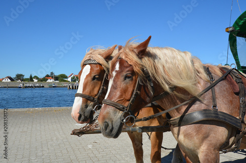 Pferde an der Kutsche am Hafen in Vitte auf der Insel Hiddensee, Rügen © textag