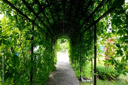 A tunnel created from loose branches of liana or grapes
