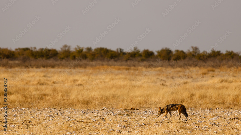 Fototapeta premium the loneliness of the jackal - Namibia