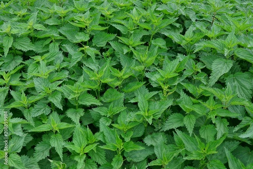 green vegetative texture from the thickets of nettle