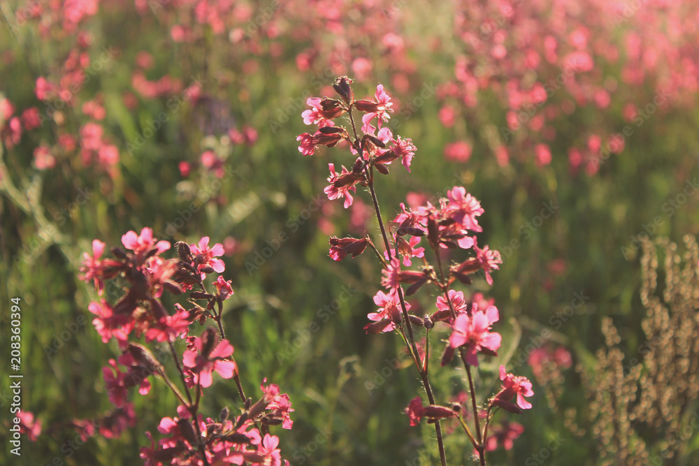 Spring summer pink meadow background close up. Copy space. Sunny toning effect. Blurring effect Spring summer pink meadow background close up. Copy space. Sunny toning effect. Blurring effect