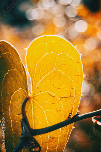 Detail of smilax aspera leaf with sunlight and bokeh photo