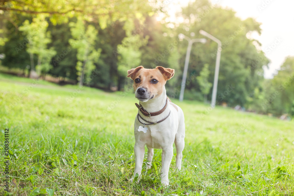 Jack Russell Terrier dog in collar stands in park on green grass