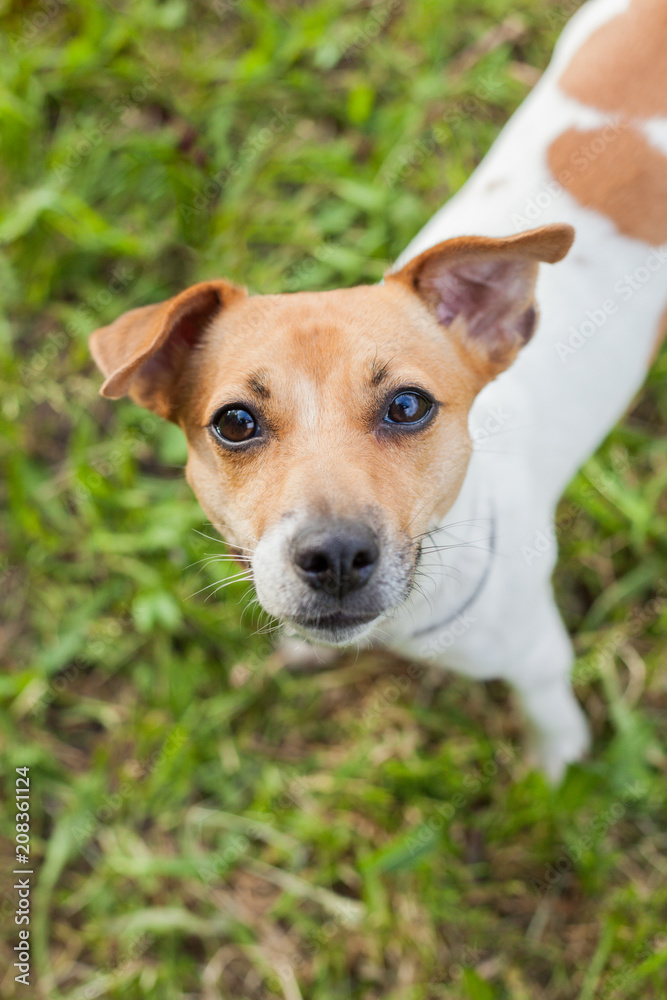 Dog breed Jack Russell Terrier in a collar stands in a park on the green grass and looks into the lens