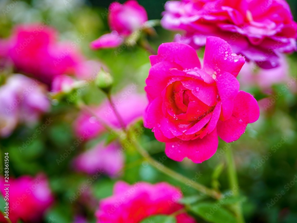 pink rose